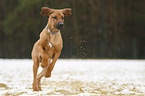 running Rhodesian Ridgeback Puppy