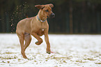 running Rhodesian Ridgeback Puppy