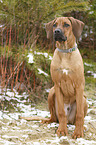 sitting Rhodesian Ridgeback Puppy