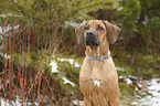 Rhodesian Ridgeback Puppy