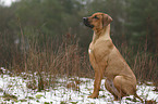 sitting Rhodesian Ridgeback Puppy