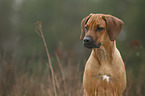 Rhodesian Ridgeback Puppy portrait