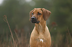 Rhodesian Ridgeback Puppy portrait