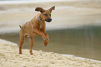 running Rhodesian Ridgeback Puppy
