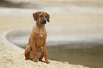 sitting Rhodesian Ridgeback Puppy