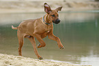 running Rhodesian Ridgeback Puppy