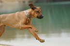 running Rhodesian Ridgeback Puppy