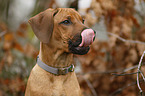 Rhodesian Ridgeback Puppy portrait