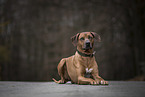 lying Rhodesian Ridgeback