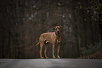 Rhodesian Ridgeback