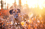 Rhodesian Ridgeback in the autumn