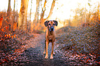 standing Rhodesian Ridgeback