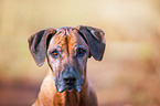 Rhodesian Ridgeback portrait