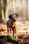 standing Rhodesian Ridgeback