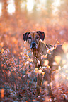 Rhodesian Ridgeback in the autumn