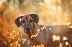 Rhodesian Ridgeback in the autumn