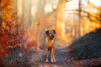 standing Rhodesian Ridgeback