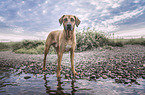 Rhodesian Ridgeback