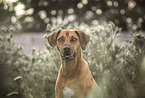 Rhodesian Ridgeback Portrait