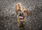 Rhodesian Ridgeback