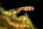 Rhodesian Ridgeback with holi powder