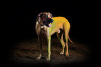 Rhodesian Ridgeback with holi powder