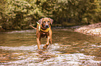 Rhodesian Ridgeback in the water