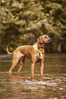 Rhodesian Ridgeback in the water