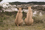 2 Rhodesian Ridgebacks