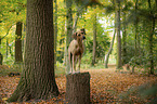 Rhodesian Ridgeback