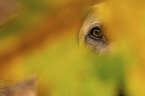 Rhodesian Ridgeback eye