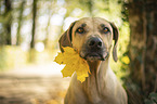 Rhodesian Ridgeback Portrait