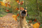 Rhodesian Ridgeback Portrait