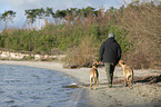 man and 2 Rhodesian Ridgebacks