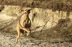 running Rhodesian Ridgeback