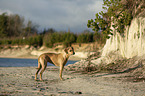 Rhodesian Ridgeback