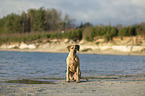 sitting Rhodesian Ridgeback