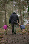 man and 2 Rhodesian Ridgebacks