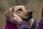 Rhodesian Ridgeback Portrait