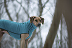 Rhodesian Ridgeback Portrait