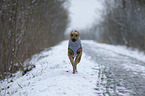 running Rhodesian Ridgeback