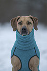 Rhodesian Ridgeback Portrait