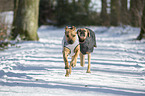 2 Rhodesian Ridgebacks