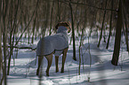 Rhodesian Ridgeback