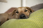 lying Rhodesian Ridgeback