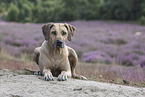 lying Rhodesian Ridgeback
