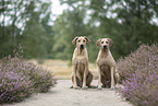 2 Rhodesian Ridgebacks