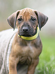 Rhodesian Ridgeback puppy