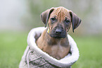 Rhodesian Ridgeback puppy