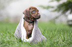 Rhodesian Ridgeback puppy